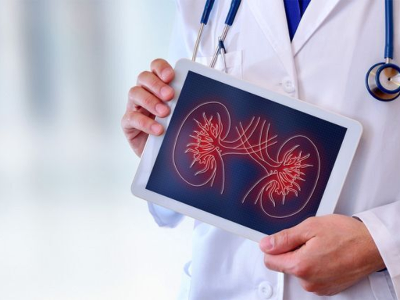 A doctor holding an iPad with kidneys on the screen