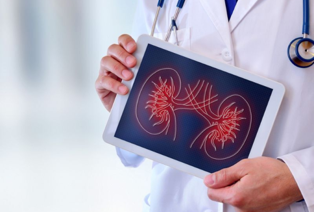 A doctor holding an iPad with a graphic of kidneys